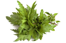 Hopfen + Traubensilberkerze