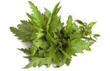 Hopfen + Traubensilberkerze