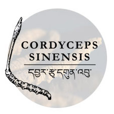 CORDYCEPS SINENSIS - Lesen Sie das Dossier