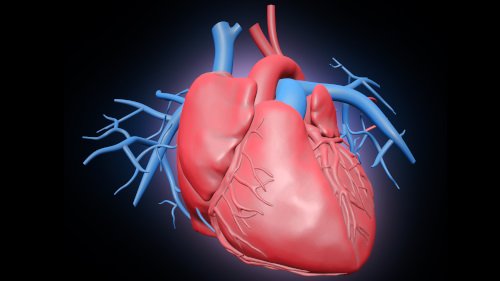 Herz