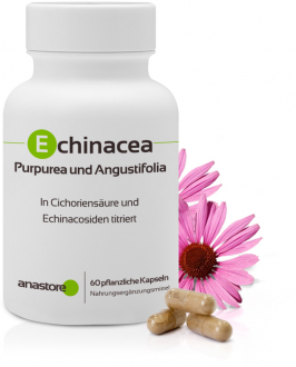 Echinacea Purpurea und Angustifolia