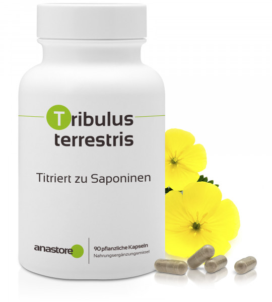 Tribulus terrestris