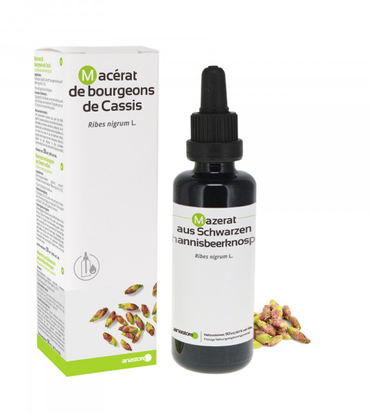 Mazerat aus Schwarzen Johannisbeerknospen